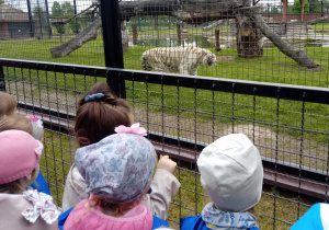 Dzieci obserwują tygrysa